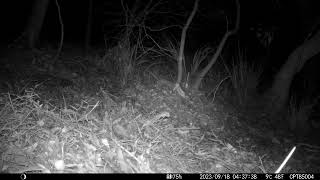 2023-09-18 04:37:27/Pseudocheirus peregrinus/Common ringtail possum