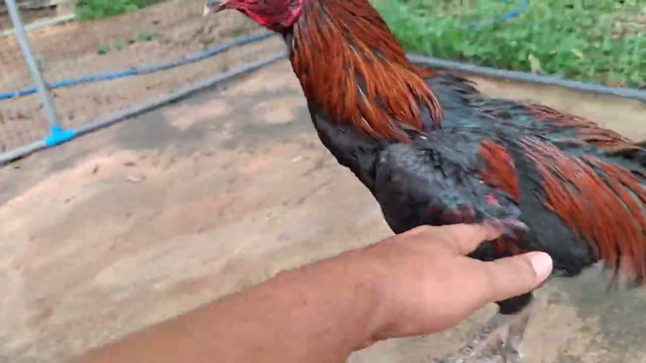 @ลุงอ๊อฟไก่ตราด เจ้าชะนี