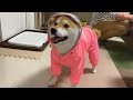 柴犬に1万円の誕プレを渡した結果、ハプニング発生