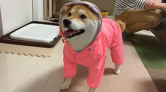 ぐねぐねきゅうちゃん Youtube ぐねぐねきゅうちゃん Youtube