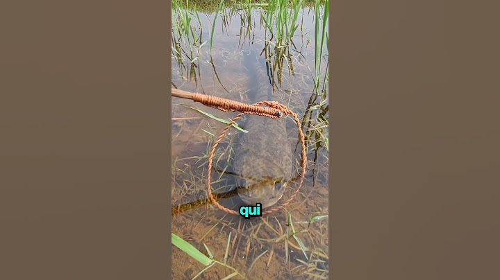 Cet Homme Fait de la Pêche Illégale 😳 (@epicfishcatcher)