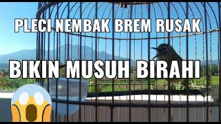 Pleci tembakan birahi|| birahi kenceng