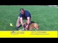 Dog Fencing in Holt Michigan - Dog Guard Out Of Sight Fencing - Keep Your Dog Safer at Home Dog Fencing in Holt Michigan - Dog Guard Out Of Sight Fencing - Keep Your Dog Safer at Home