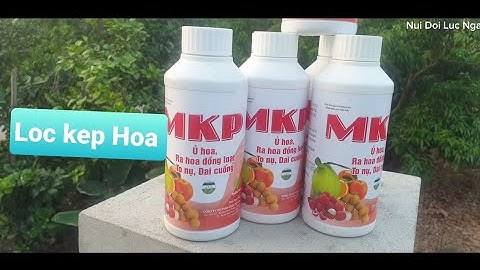 Vải Thiều Lục Ngạn Và Xử Lý Lộc Kẹp Hoa I Núi Đồi Lục Ngạn