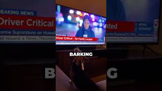 This Corgi Started Barking At A News Report On Tv. When The Owner Saw What He Was Watching..