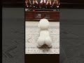TV ke saamne dog ne copy kiya dance 😳🐶🔥 | Funny Dog #shorts