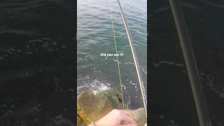 Can you spot the bite? This tricky Sheepshead fish almost stole my crab.