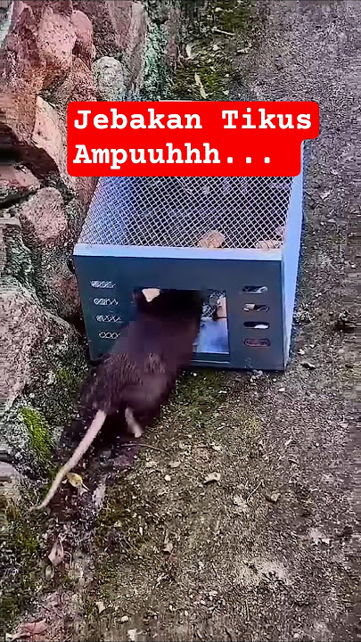 #jebakantikus #tikus #perangkaptikus