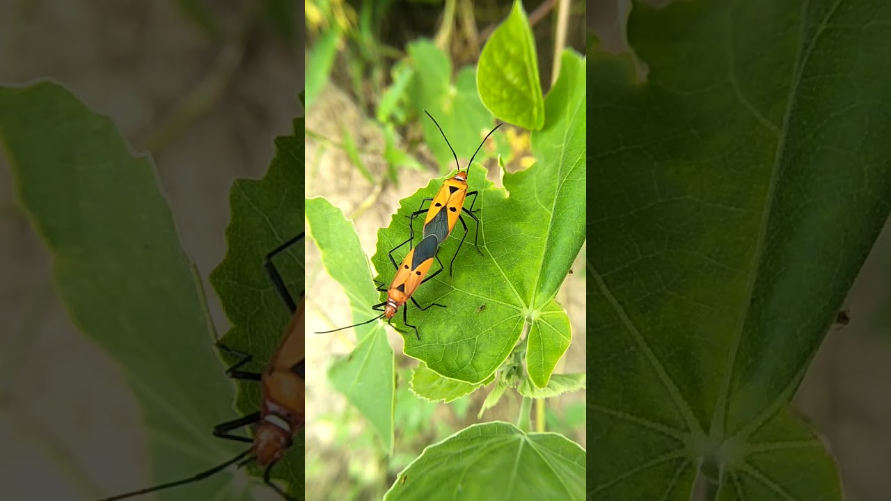 Discovery insect videographer YouTube