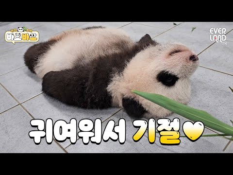 [ENG] 여기 말랑콩떡 떨어뜨리셨어요｜#바오바오 EP.10 이렇게나 자랐어요 | <strong>에버랜드</strong> <strong>판다월드</strong>