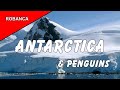 PARADISE HARBOUR, ANTARCTICA TRAVELOGUE: Amazing scenery, icebergs, penguins galore with commentary.