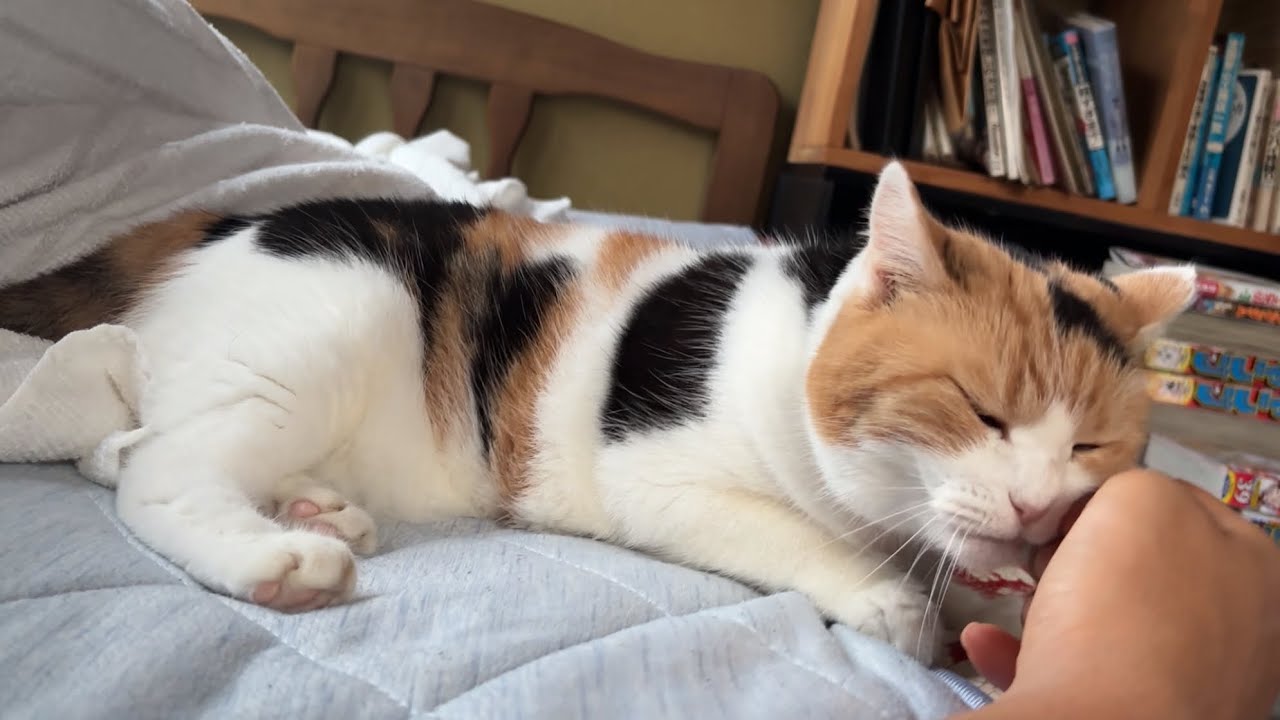三毛猫】私が起きた瞬間から甘えたいミケ（2026年9月4日） - YouTube