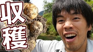 収穫キター！じゃがいも大量にゲットなるか！？