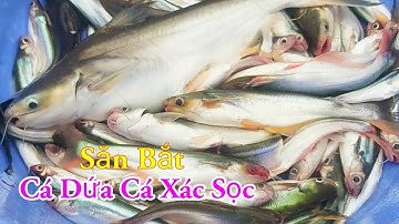 Săn Bắt Cá Dứa Cá Xác Sọc Ba Sa Câu Mồi Độc Lạ Nhất Miền Tây Sông Nước / Kiềm Rapper