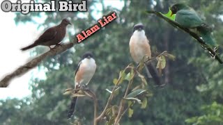 CARA YANG BENAR PIKAT PAKAI MP3 DAPAT BURUNG PELANDUK SEMAK