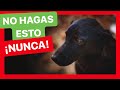 10 COSAS que NO DEBES HACER si QUIERES tener un PERRO FELIZ ✅ ► 100% FUNCIONAL 👍