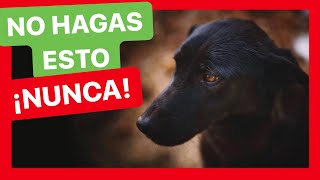 10 COSAS que NO DEBES HACER si QUIERES tener un PERRO FELIZ ✅ ► 100% FUNCIONAL