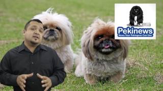 The Pekingese Dog - What You Should Know About A Standard Pekingese Breed