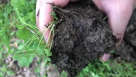 Example of soil aggregation - here’s what we want in our inter-seeded rows.