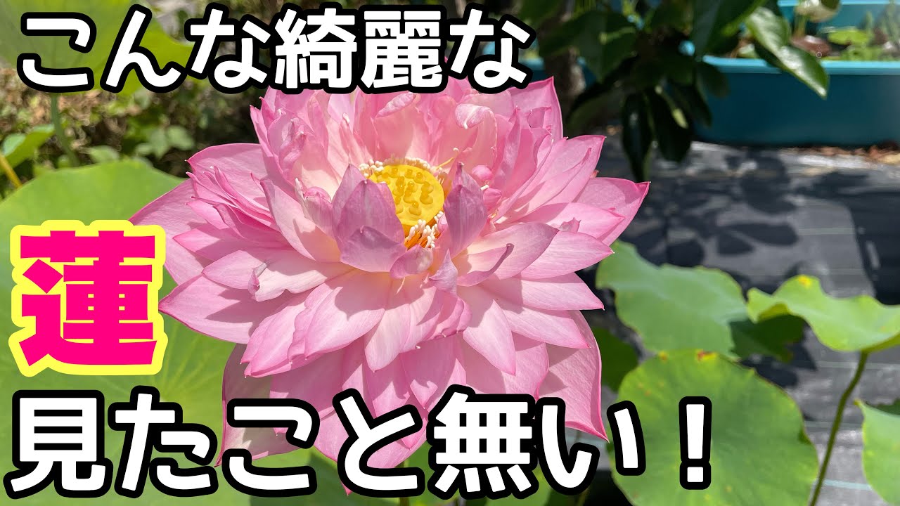 Water Lily Farm] Must see! The most beautiful XX is in bloom