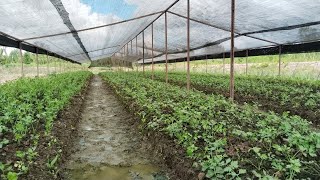 CELERY PLANTS DEVELOPMENT, ON THE LAND OF MR. SUMARNO, A TRANSMIGRANTS FROM PACITAN, KALIMANTAN T...