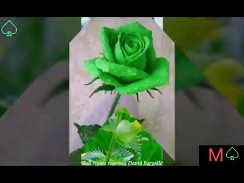 صور ورد أخضر مع أغنية تركية رائعة