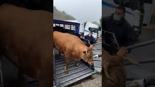 Llegada vaca rubia gallega a Frigoríficos Bandeira, el día 11 03 2021