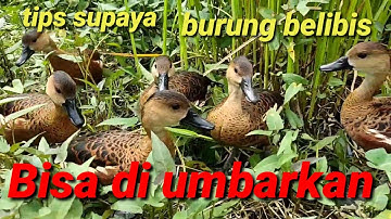 Tips supaya burung belibis bisa di umbarkan layaknya bebek. @bayhaqipetualang6664
