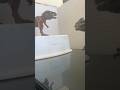 French vs English dinosaurs #jurssicworld #jurassicworld #daspletosaurus #dinosaurtoy #dinosaur
