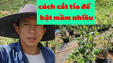 Cắt tỉa cây quất - tắc để bật mầm khỏe