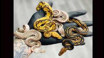 Red Stripe Clown Clutch!! 2020 Egg Cutting!