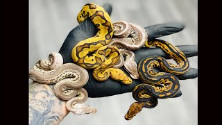 Celebrity Red Stripe Clown Clutch!! 2020 Egg Cutting! Wealth