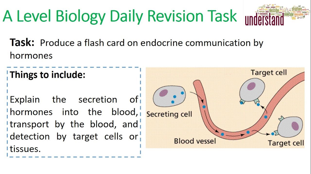 A Level Biology Daily Revision Task 15: Endocrine System video phone beyonce mp3