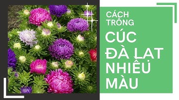 Cách trồng hoa Cúc Đà Lạt nhiều màu từ hạt giống