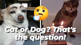 Cat or Dog?🐱🤔🐶 That's the question!😉😱😂