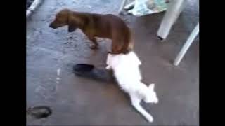 Dog mating with cat at home - Close Dog S.e.x Cat