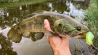 Como pescar Traíra com Isca Soft - Criaturas (vídeo completo) - BPE Pesca screenshot 3