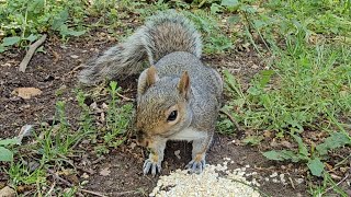 A Squirrel Eats Oats! 😊🐿