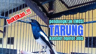SUARA BURUNG Kacer tarung untuk menjebol EMOSI