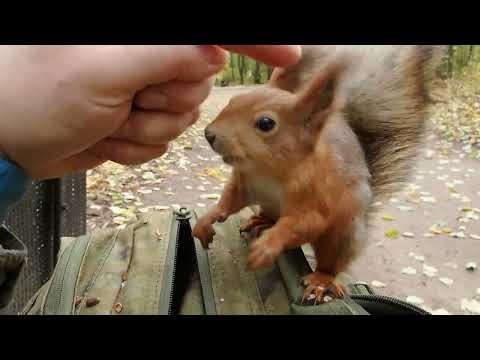 видео: Кормил бельчонка, но тут прибежал Ушастик /I was feeding a squirrel, but Ushastik came running