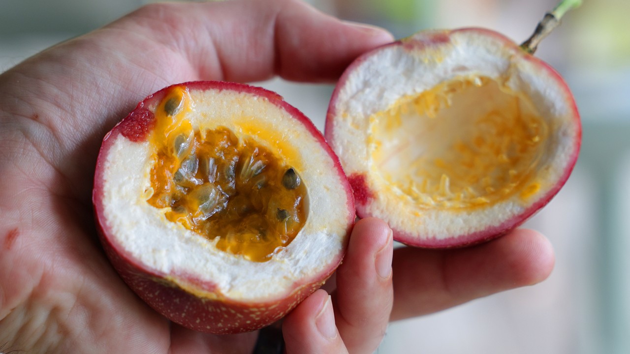 First Panama Red Passionfruit! Better than bought? - YouTube