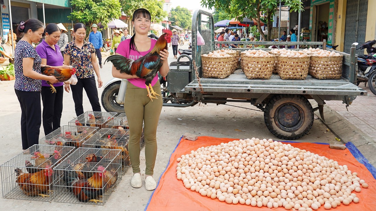 Harvesting A Lot Of Chicken Eggs, Use 3-Wheeled Truck Transport Chicken Eggs Go To Sell