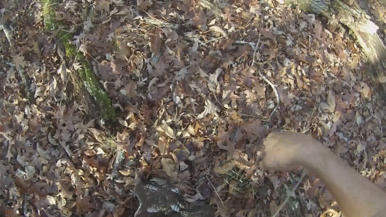 video phone beyonce mp3 Katniss the Redtail Hawk vs. Racoon