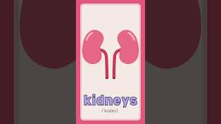 Medicine Internal Organs Vocabulary Medicine Internal Organs Vocabulary
