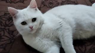 White Cat 🐈‍⬛