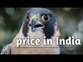 price of falcon in india