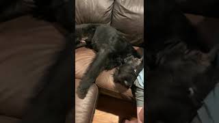 Funny Giant Schnauzer ignores mom when it’s time to go to bed...