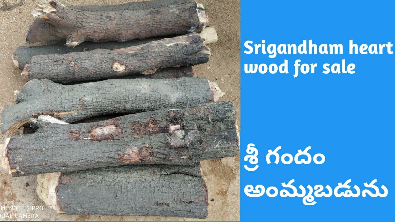 Sri Gandham For Sale sandalwood For Sale YouTube Sri Gandham For Sale sandalwood For Sale YouTube
