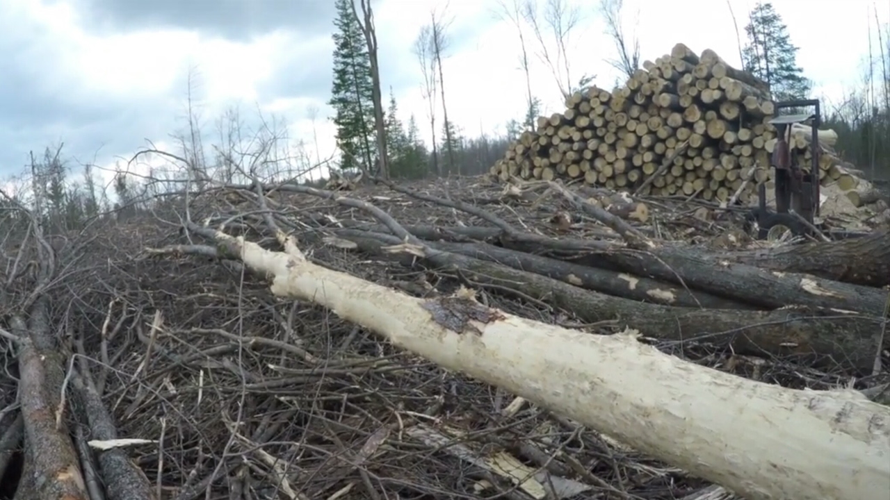 BARK IS SLIPPING!!! YouTube