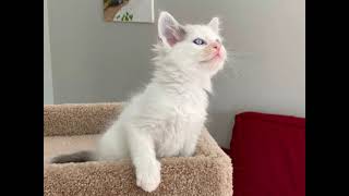 Ragdoll kittens are 7 weeks old-part 1/2 by Ragdolls 171 views 3 years ago 2 minutes, 51 seconds